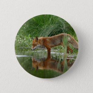 Fox in pond button