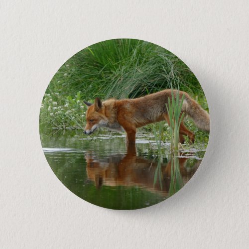 Fox in pond button