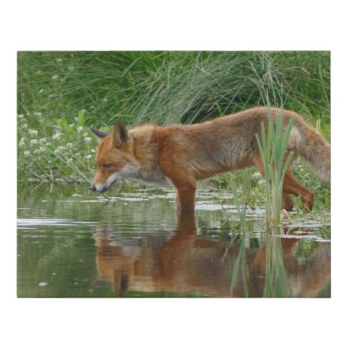 Fox in pond faux canvas print