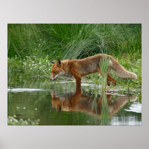 Fox in pond poster