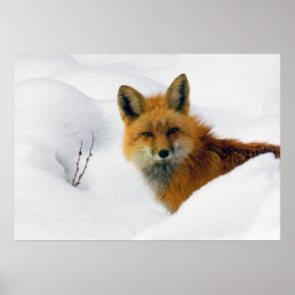 fox in rocky mountain national park poster