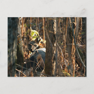 fox in stealth postcard