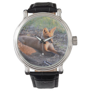 Fox in Sunlight Watch