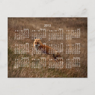 Fox in the Grass; 2013 Calendar Postcard