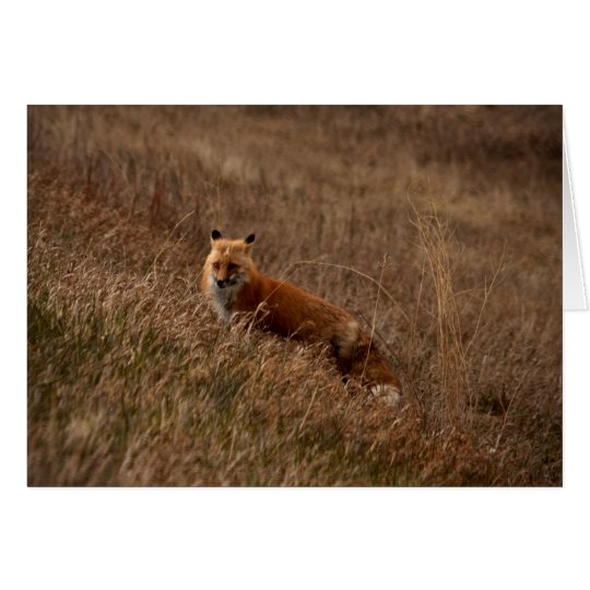 Fox in the Grass Card