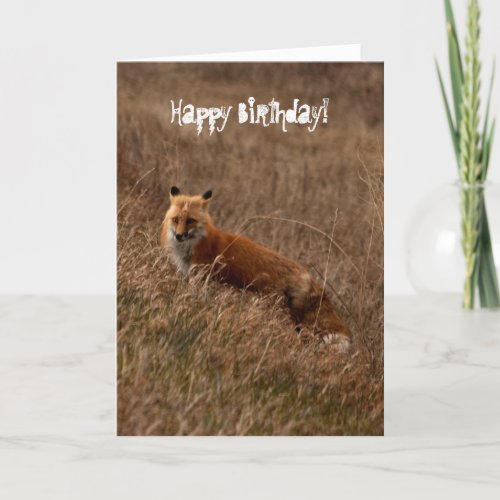 Fox in the Grass Happy Birthday Card