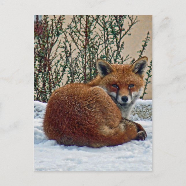 Fox in the snow postcard (Front)