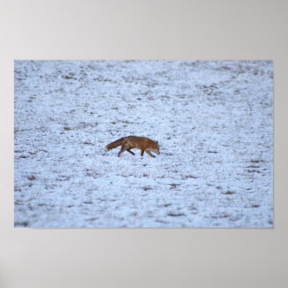 Fox in the Snow Poster