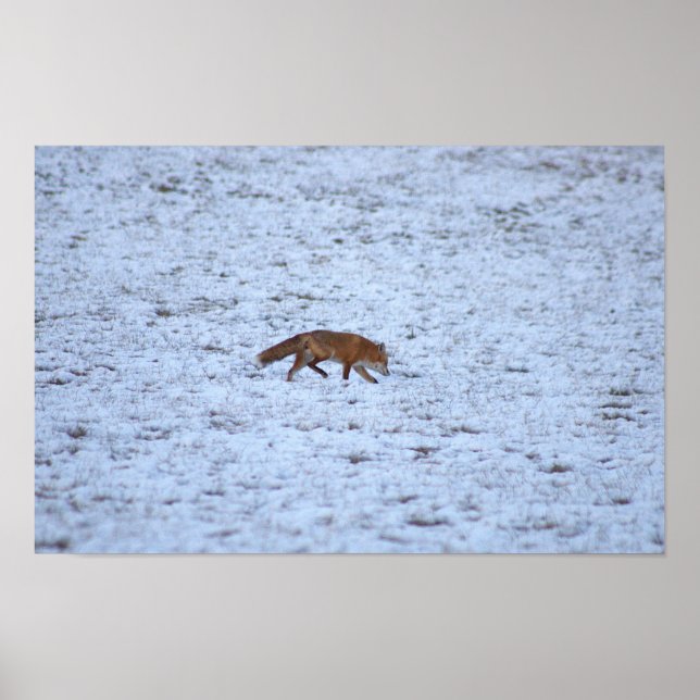 Fox in the Snow Poster (Front)