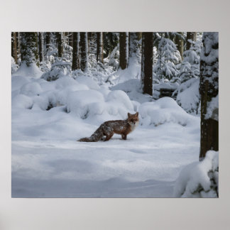 Fox in the snow poster