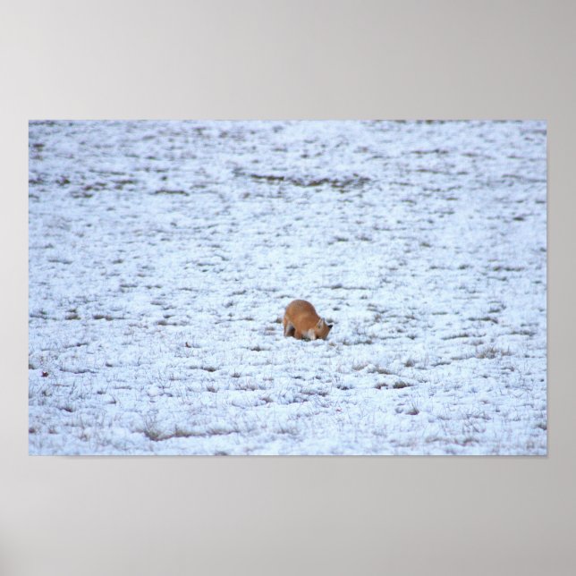 Fox in the Snow Poster (Front)