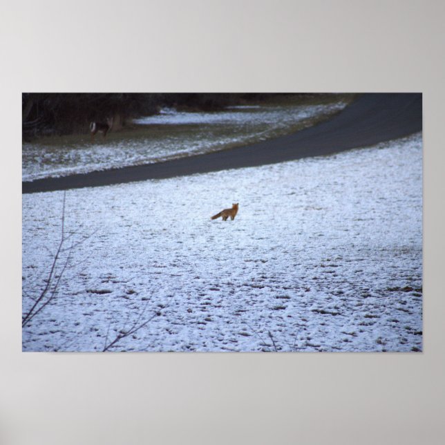 Fox in the Snow Poster (Front)