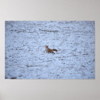 Fox in the Snow Poster