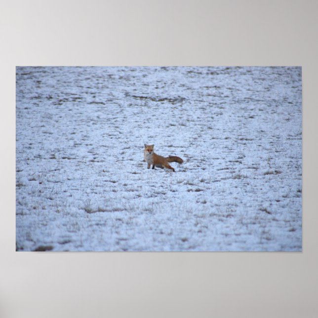 Fox in the Snow Poster (Front)