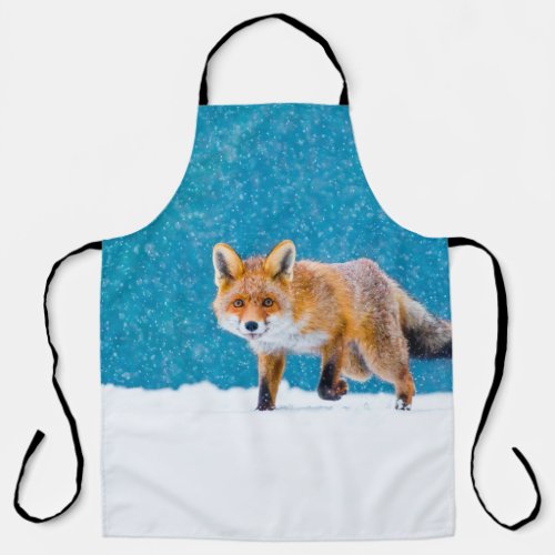 Fox in winter Red fox Vulpes vulpes sniffs abou Apron
