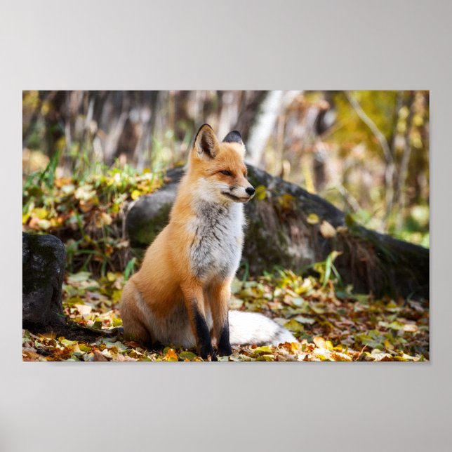 Fox in Woods - Poster (Front)
