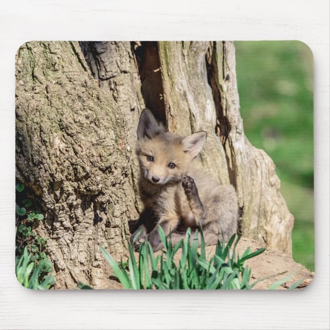 Fox Kit in the Hudson Valley Mouse Pad (Front)