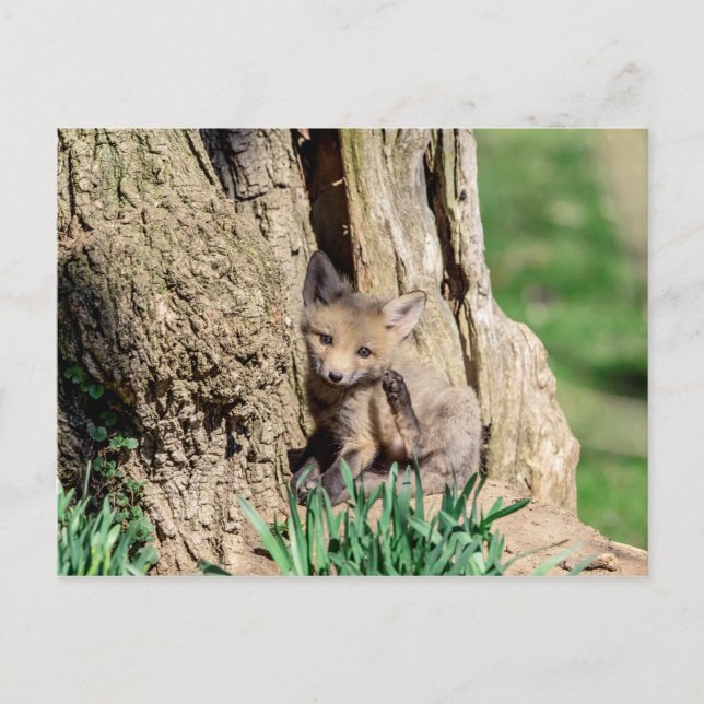 Fox Kit in the Hudson Valley Postcard (Front)