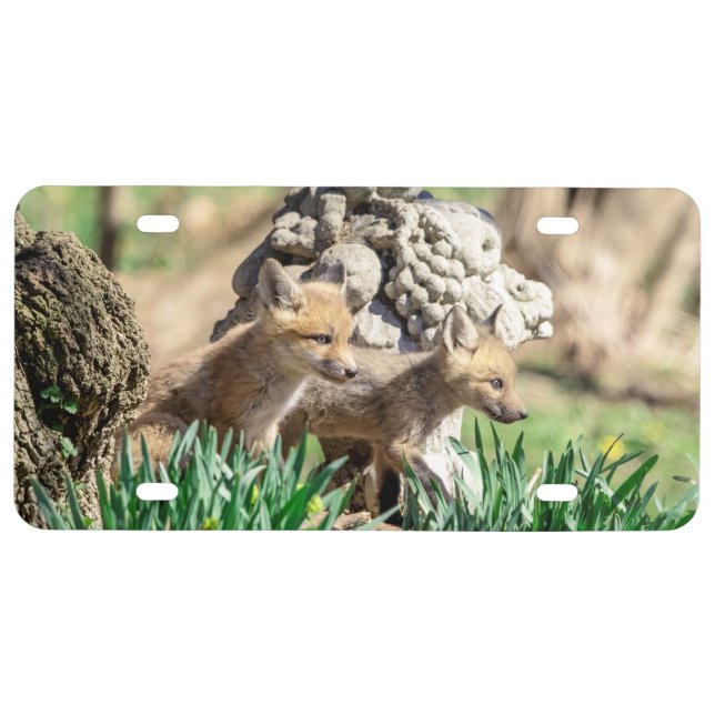 Fox Kits in the Hudson Valley License Plate (Front)
