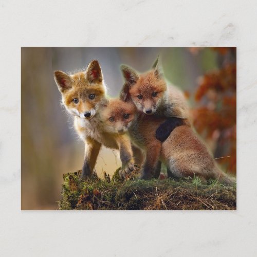 Fox Kits Photo Postcard