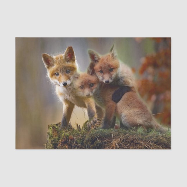Fox Kits Photo Tissue Paper (Front)