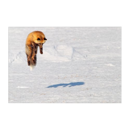 Fox Leap  Yukon Canada Acrylic Print