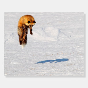 Fox Leap   Yukon, Canada Foam Board