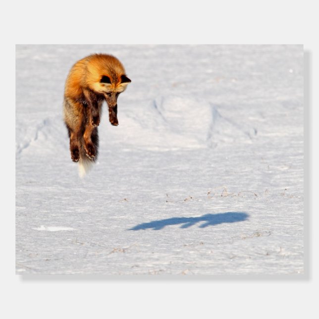 Fox Leap | Yukon, Canada Foam Board (Front)