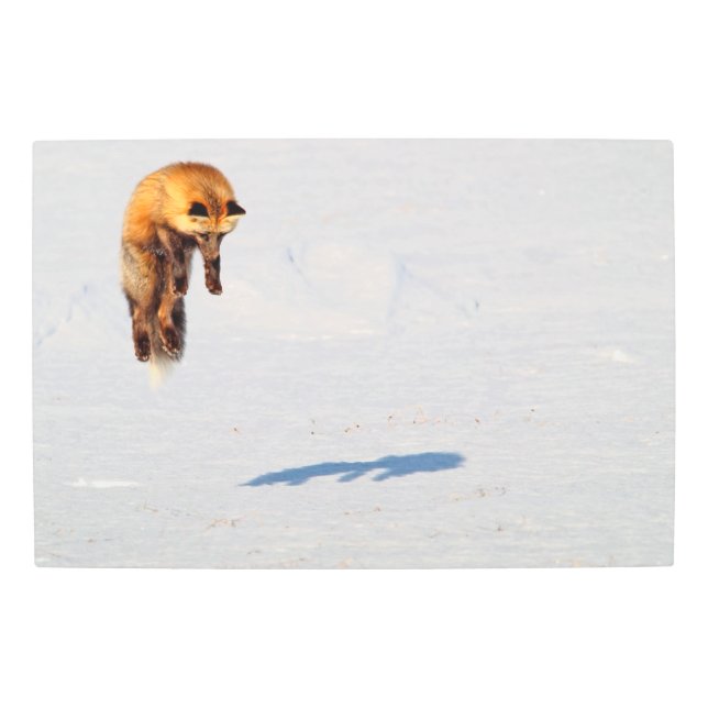 Fox Leap | Yukon, Canada Metal Print (Front)