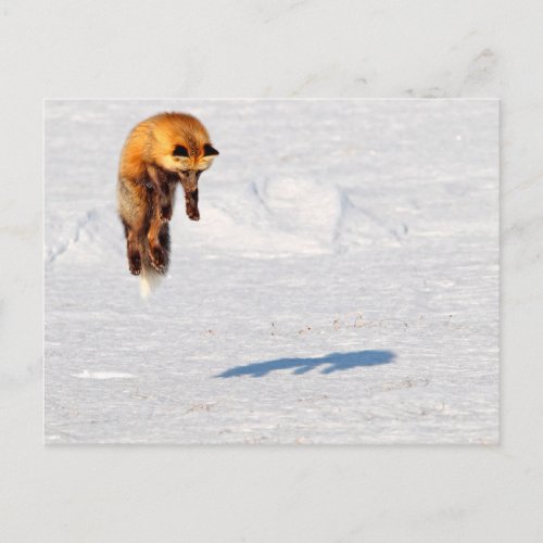 Fox Leap  Yukon Canada Postcard