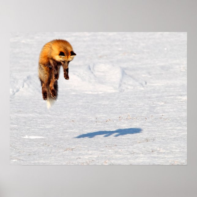 Fox Leap | Yukon, Canada Poster (Front)