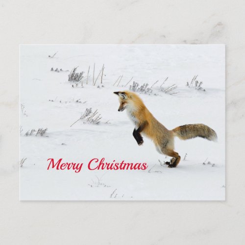 Fox Leaping Snow Photo Christmas Postcard