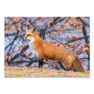 Fox, Leaves And Fog Photo Enlargement Print