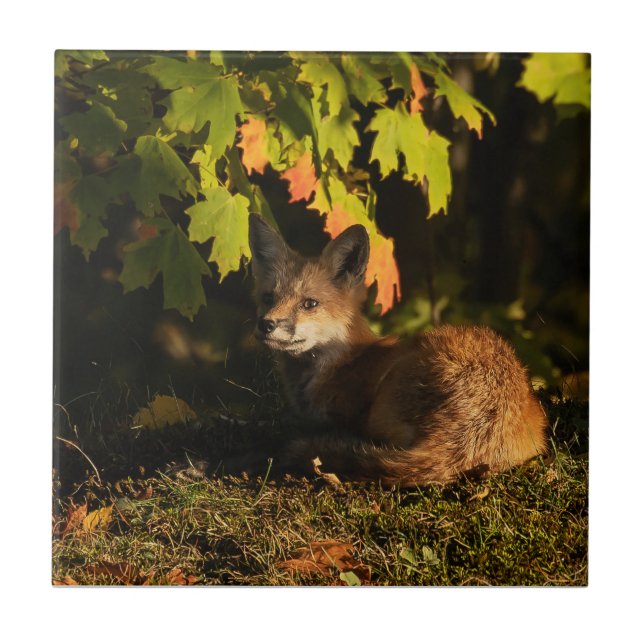  Fox Leaves and Shadows       Ceramic Tile (Front)