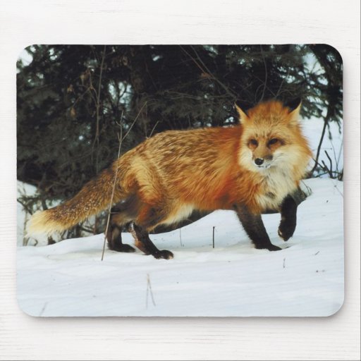 Fox Mouse Pad | Zazzle