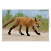 Fox on the run (Front Horizontal)