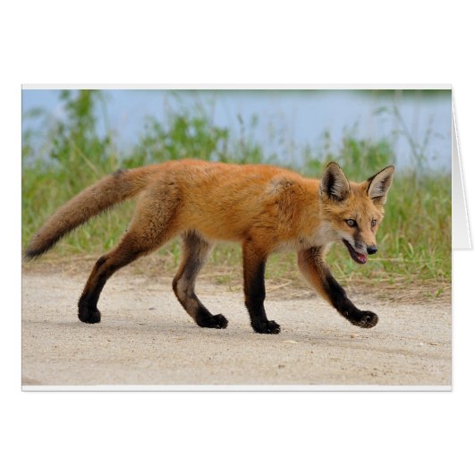 Fox on the run cards (Front Horizontal)