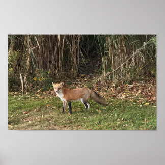 Fox Photo Poster