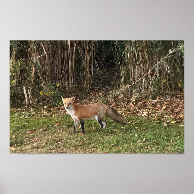 Fox Photo Poster (Front)