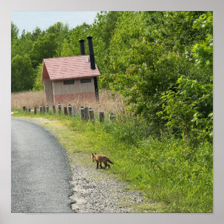 Fox Photo Poster