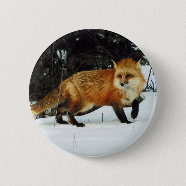 Fox Pinback Button (Front)