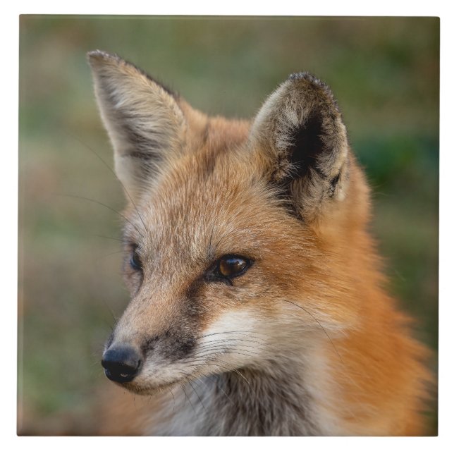  Fox Portrait        Ceramic Tile (Front)