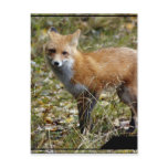 Fox  Postcard