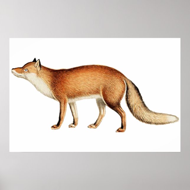 Fox poster (Front)