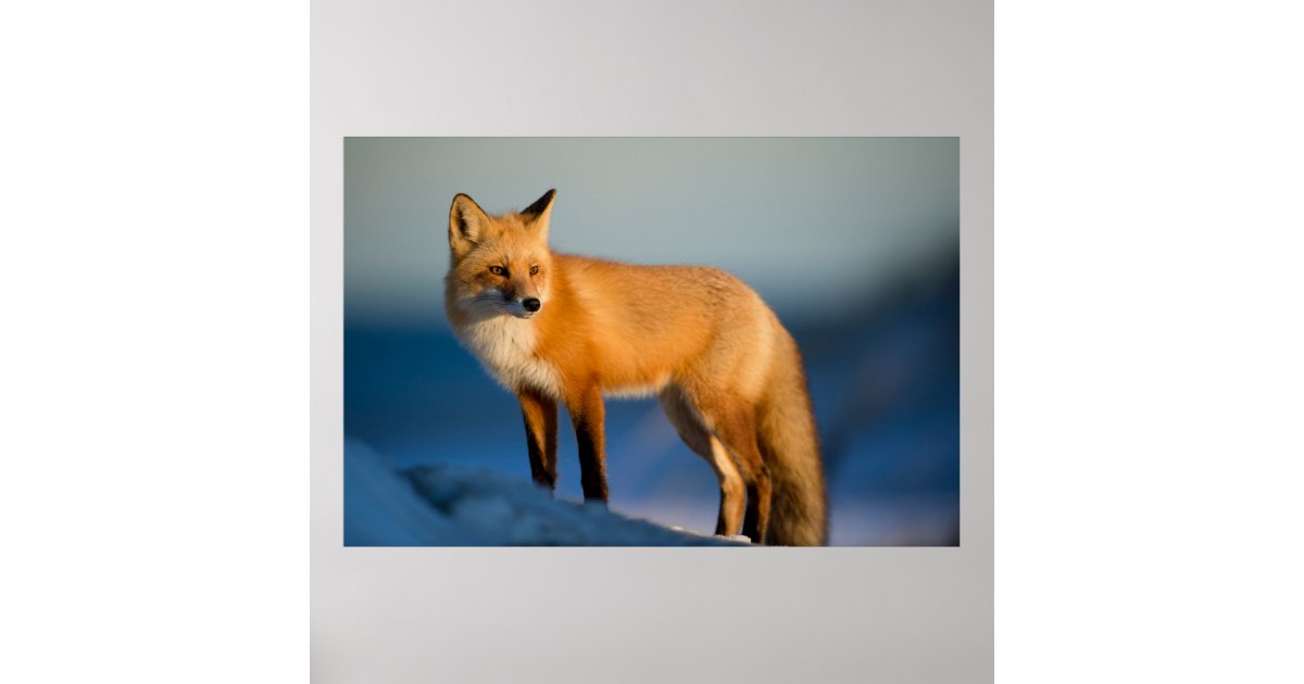 FOX POSTER | Zazzle