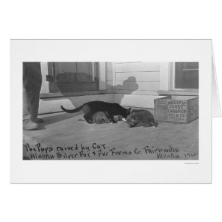 Fox Pups Raised by Cat 1915 Cards