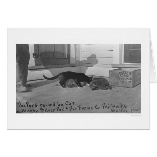 Fox Pups Raised by Cat 1915 Cards (Front Horizontal)