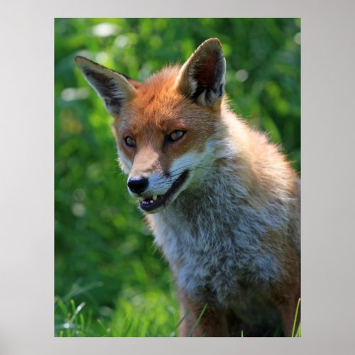 Fox red beautiful photo portrait print poster