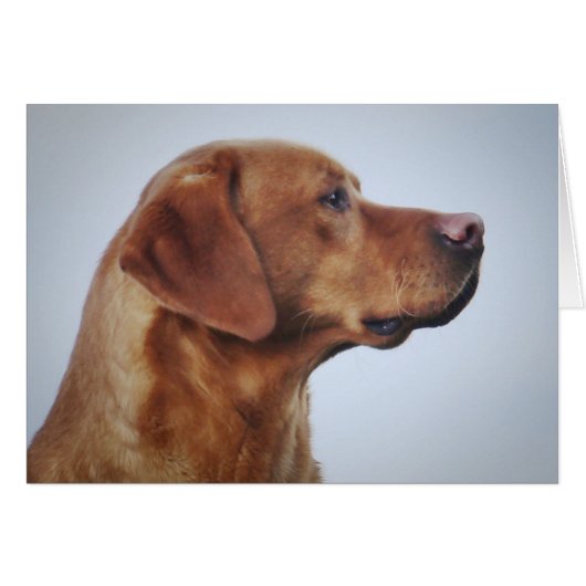Fox Red Labrador Gundog Cards (Front Horizontal)