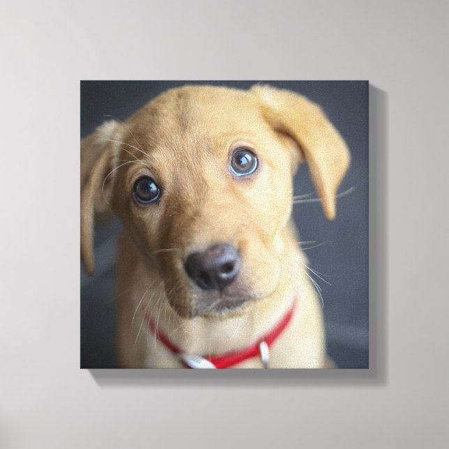 Fox Red Labrador Puppy Canvas Print (Front)